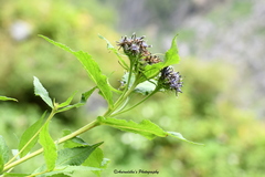 Saussurea piptathera
