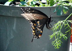 Papilio polyxenes asterius