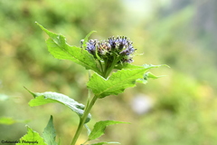 Saussurea piptathera