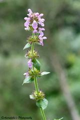 Stachys melissifolia