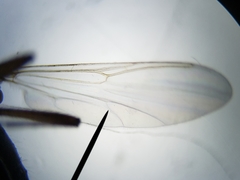 Nilobezzia schwarzii