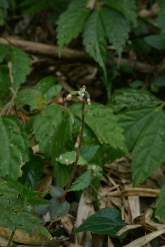 Cheirostylis liukiuensis iNat (1)
