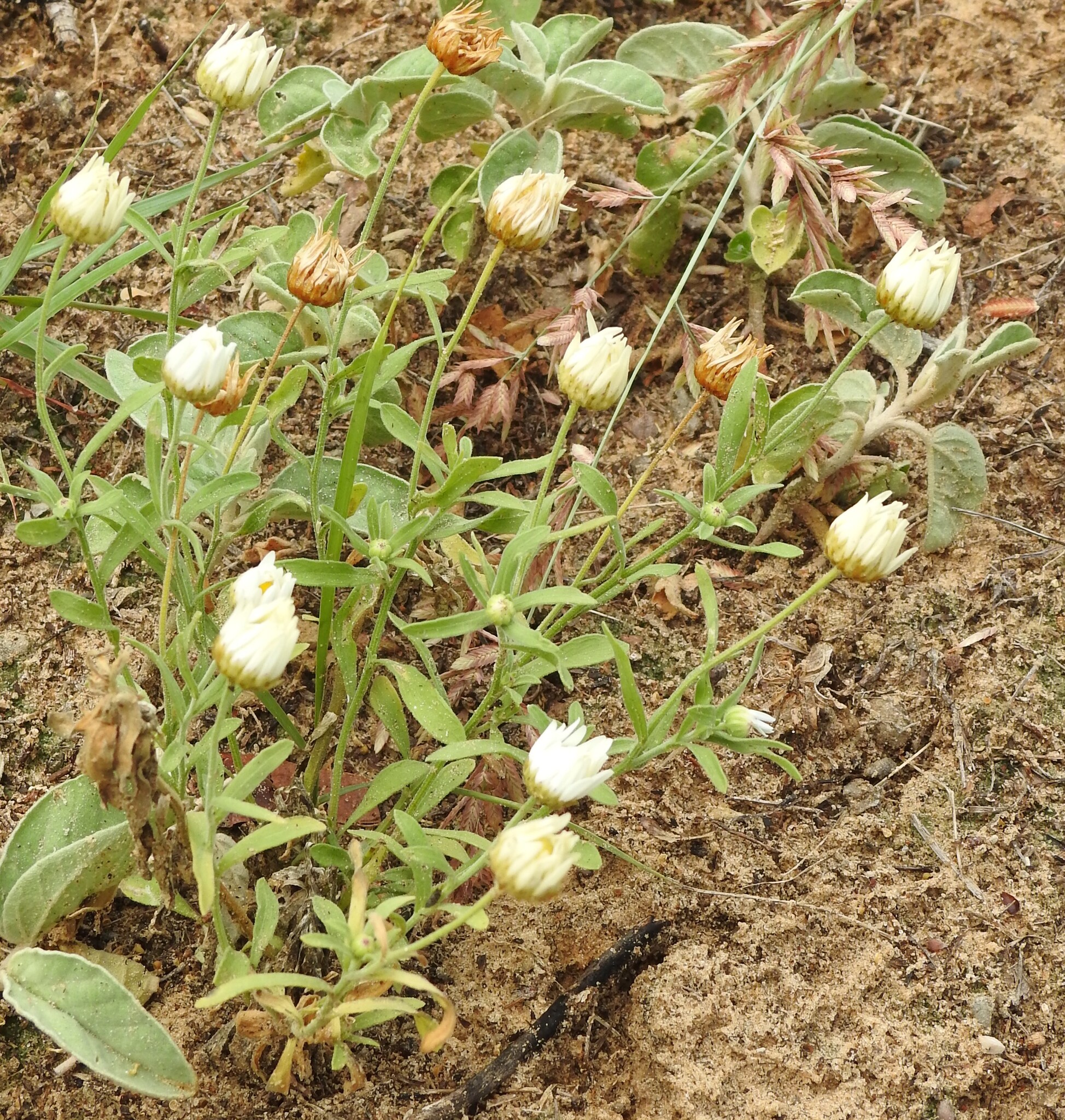 Arkansas Lazy Daisy (Aphanostephus skirrhobasis)