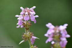 Stachys melissifolia