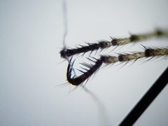 Nilobezzia schwarzii