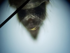 Nilobezzia schwarzii