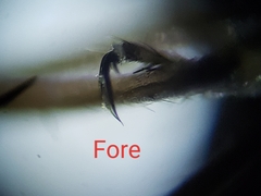 Nilobezzia schwarzii