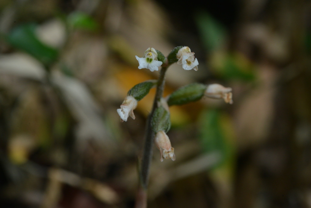 Cheirostylis liukiuensis
