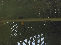 Icterus portoricensis