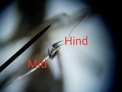 Nilobezzia schwarzii