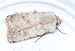 Agrotis cinerea