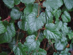 Rubus tricolor