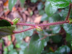 Rubus tricolor