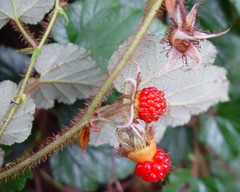 Rubus tricolor