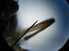 Nilobezzia schwarzii