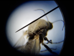 Nilobezzia schwarzii