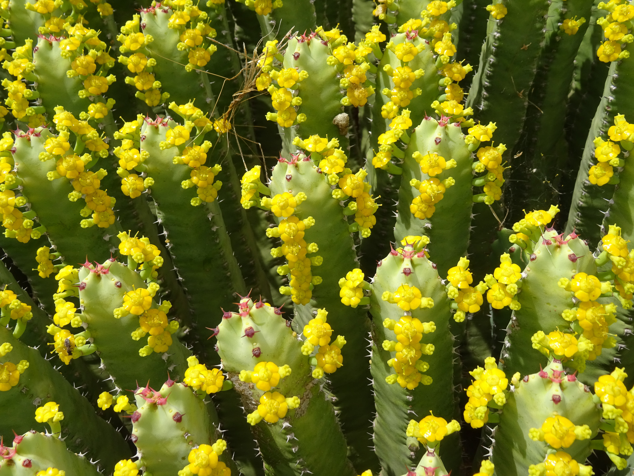 Euphorbia resinifera