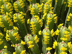 Resin spurge