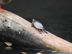 Chrysemys picta picta