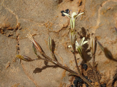 Dianthus illyricus, photograph Joey Bom, CC BY, iNaturalist via GBIF