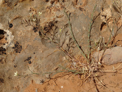 Dianthus illyricus, photograph Joey Bom, CC BY, iNaturalist via GBIF