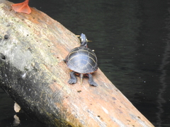 Chrysemys picta picta