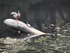 Chrysemys picta picta