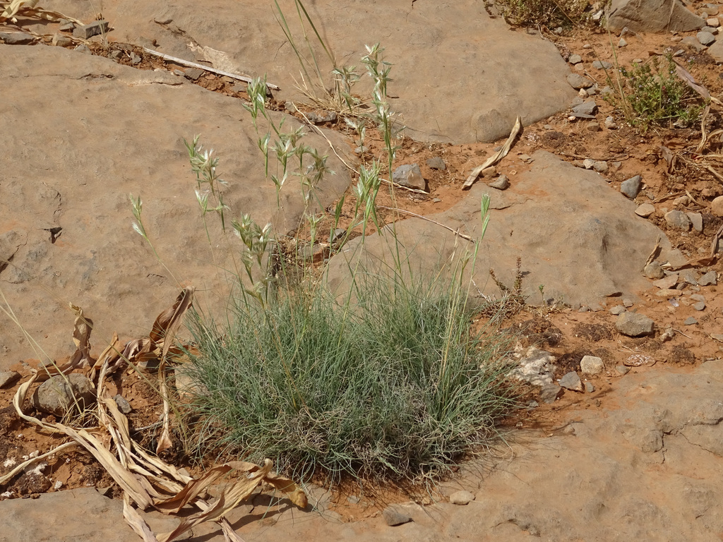 Cymbopogon schoenanthus; photograph (c) Joey Bom, some rights reserved (CC BY)