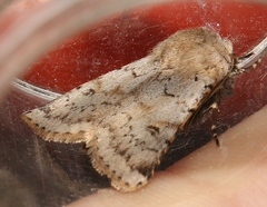 Agrotis cinerea