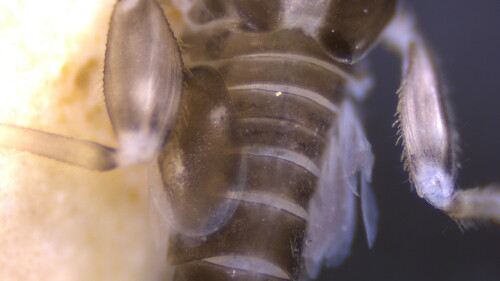 Vacupernius packeri