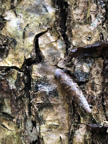 Cochlodina laminata