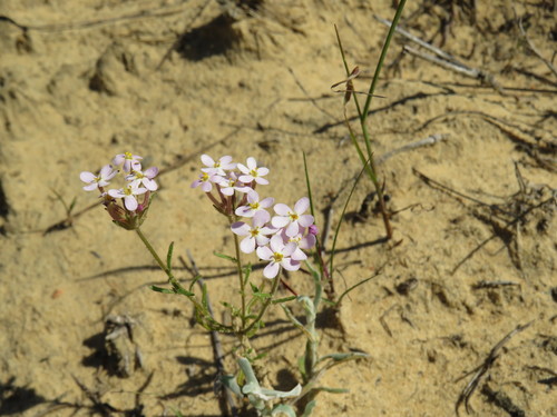 Image of Polycarena lilacina by (c) Jeremy Gilmore, some rights reserved (CC BY)