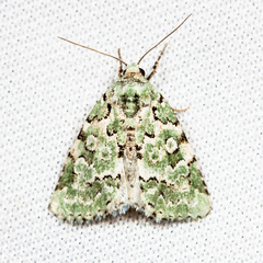 Bryolymnia viridata