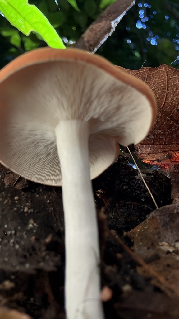 Leucopaxillus gracillimus · June 2025 · photo: © sheylarossi (iNaturalist, cc-by-sa)