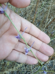 Delphinium peregrinum