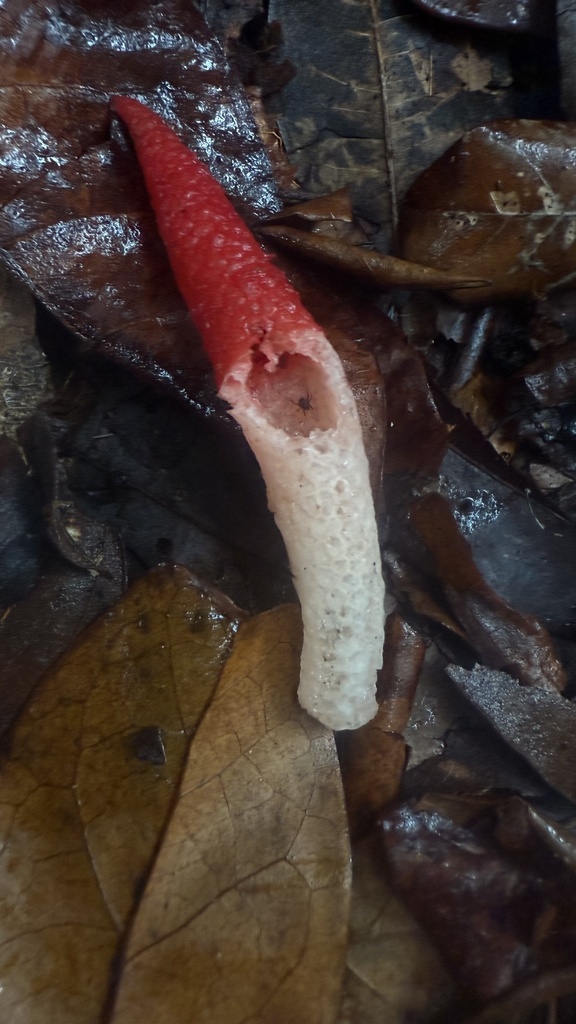 Mutinus argentinus · July 2025 · photo: © sheylarossi (iNaturalist, cc-by-sa)