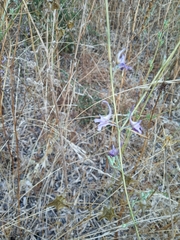 Delphinium peregrinum