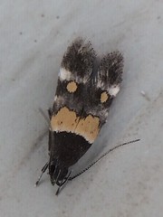 Triclonella determinatella