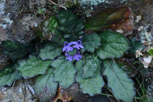 Ajuga decumbens iNat (3)