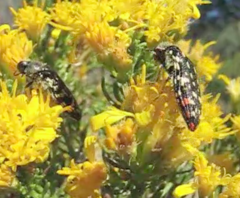 Acmaeodera rubronotata