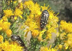 Acmaeodera rubronotata
