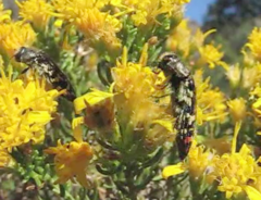 Acmaeodera rubronotata
