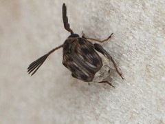 Megacerus cubiculus