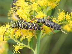 Megacyllene robiniae