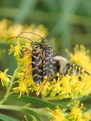 Megacyllene robiniae
