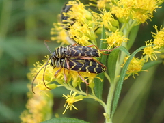 Megacyllene robiniae