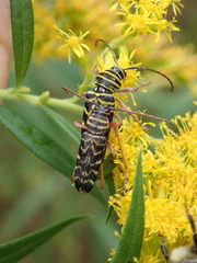 Megacyllene robiniae