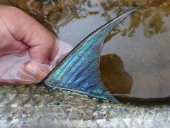 Bluetail Mullet photo 3