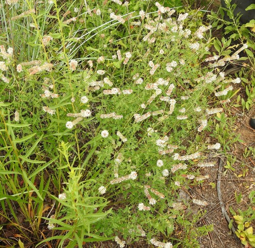 Long-bract Prairie-Clover (Dalea phleoides)
