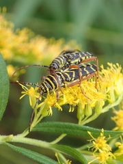 Megacyllene robiniae